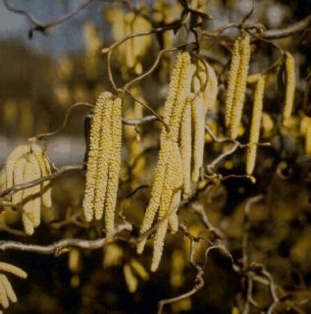 Corylus a. 'Contorta' 100-125 cm cont. 15L - afbeelding 5