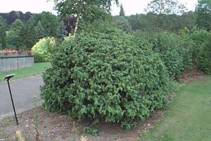 Corylus a. 'Contorta' 100-125 cm cont. 15L - afbeelding 6