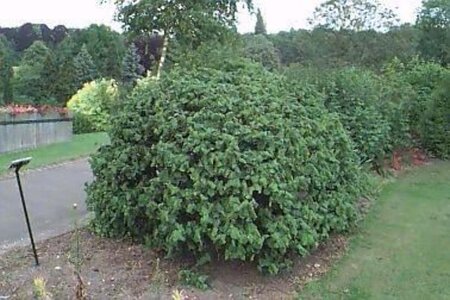 Corylus a. 'Contorta' 100-125 cm cont. 15L - afbeelding 3