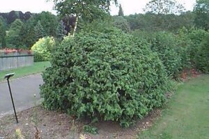 Corylus a. 'Contorta' 100-125 cm cont. 15L - afbeelding 3