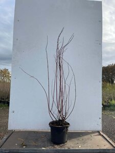 Cornus alba 'Elegantissima' 100-125 cm cont. 7,5L - afbeelding 1