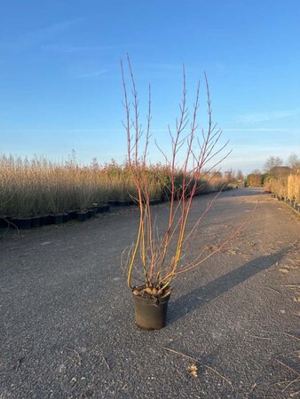 Cornus alba 'Elegantissima' 100-125 cm cont. 7,5L - afbeelding 2