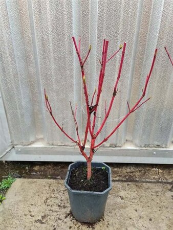 Cornus alba 'Elegantissima' 40-60 cm cont. 2,0L - afbeelding 2