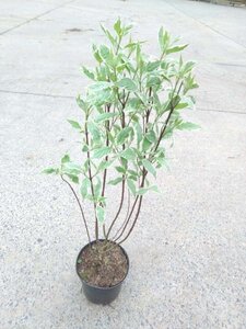 Cornus alba 'Elegantissima' 60-80 cm cont. 3,0L - afbeelding 1