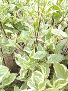 Cornus alba 'Elegantissima' 60-80 cm cont. 3,0L - afbeelding 2