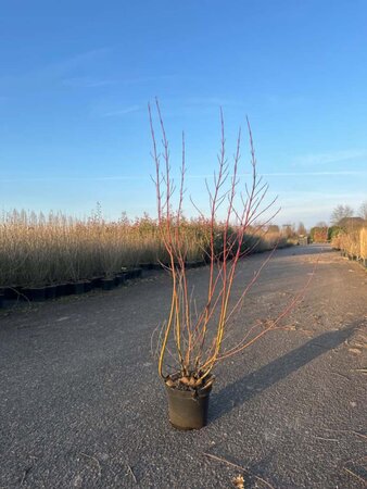 Cornus alba 'Elegantissima' 80-100 cm cont. 7,5L - afbeelding 5