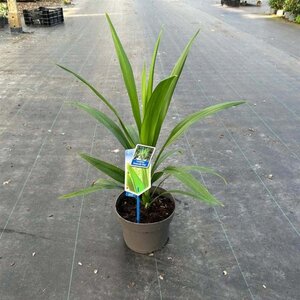 Cordyline aus. Emerald Star 30-40 cm cont. 3,0L