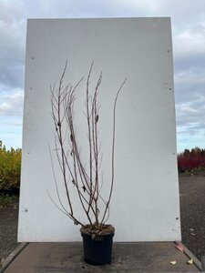 Cornus alba 'Gouchaultii' 100-125 cm cont. 7,5L