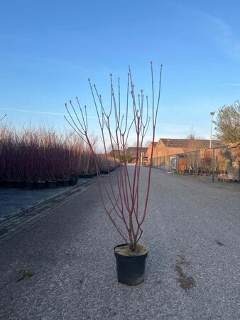 Cornus alba 'Kesselringii' 100-125 cm cont. 7,5L