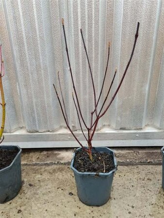 Cornus alba 'Kesselringii' 40-60 cm cont. 2,0L - afbeelding 1