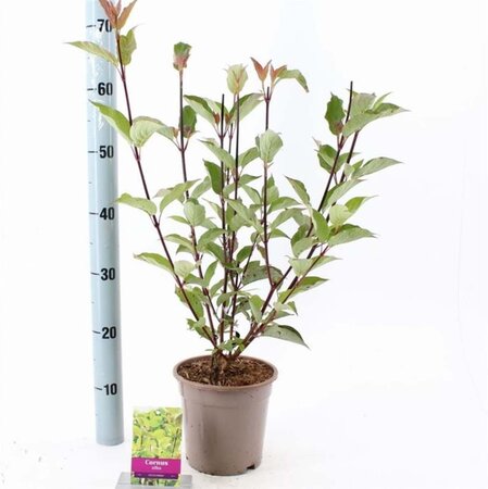 Cornus alba 'Kesselringii' 40-60 cm cont. 2,0L - afbeelding 3