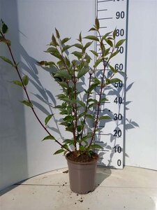 Cornus alba 'Kesselringii' 40-60 cm cont. 2,0L - afbeelding 2