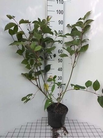 Cornus alba 80-100 cm cont. 7,5L - afbeelding 2