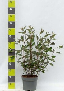 Cornus alba 80-100 cm cont. 7,5L - afbeelding 1