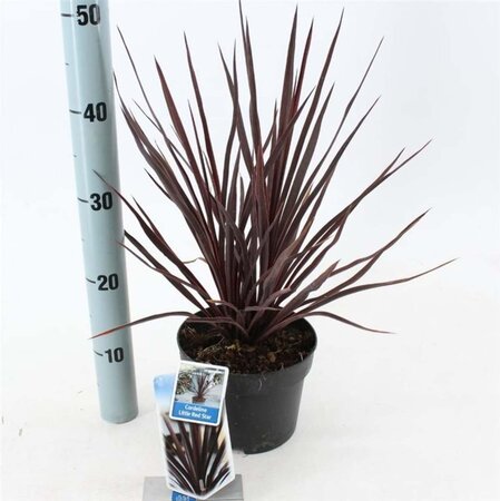 Cordyline aus. Little Red Star 30-40 cm cont. 2,0L