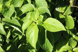 Cornus alternifolia 100-125 cm met kluit - afbeelding 13