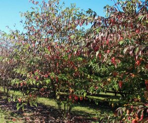 Cornus alternifolia 100-125 cm met kluit - afbeelding 11