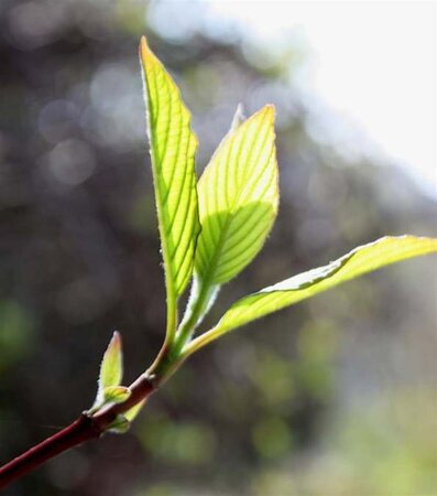 Cornus alternifolia 100-125 cm met kluit - afbeelding 9