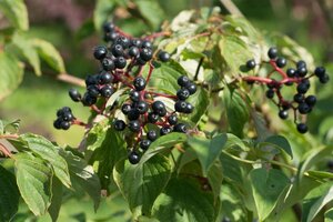 Cornus alternifolia 60-80 cm met kluit - afbeelding 3