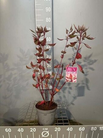 Cornus alba Miracle 50-60 cm cont. 3,0L