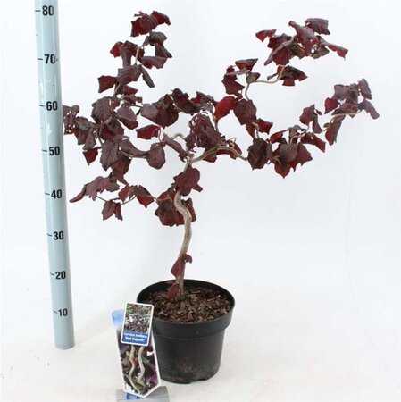 Corylus 'Red Majestic' 60-70 cm cont. 5,0L - afbeelding 1