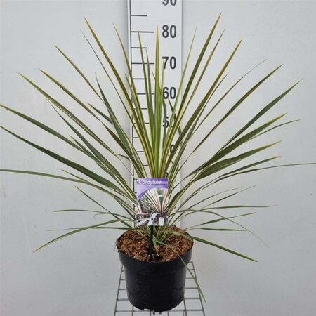 Cordyline aus. 'Red Star' 40-50 cm cont. 5,0L