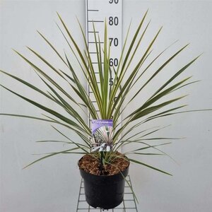 Cordyline aus. 'Red Star' 40-50 cm cont. 5,0L