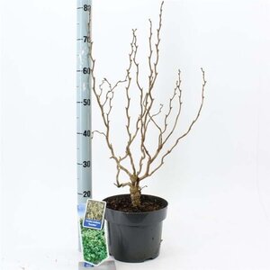 Corylus a. 'Scooter' 60-70 cm cont. 5,0L - afbeelding 1