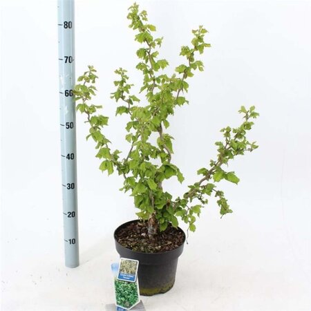 Corylus a. 'Scooter' 60-70 cm cont. 5,0L - afbeelding 3