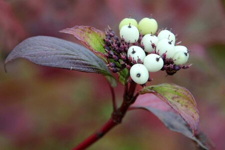 Cornus alba 'Sibirica' 60-80 cm cont. 3,0L - afbeelding 1