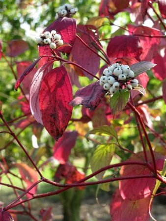 Cornus alba 'Sibirica' 60-80 cm cont. 3,0L - afbeelding 3