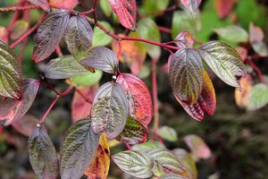 Cornus alba 'Sibirica' 60-80 cm cont. 3,0L - afbeelding 5