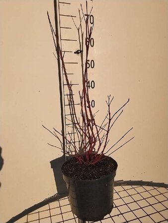 Cornus alba 'Sibirica' 80-100 cm cont. 7,5L - afbeelding 7