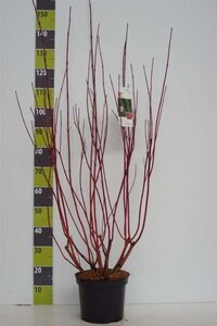 Cornus alba 'Sibirica' 80-100 cm cont. 7,5L - afbeelding 1