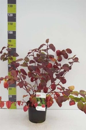 Cornus alba 'Sibirica' 80-100 cm cont. 7,5L - afbeelding 5