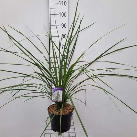 Cordyline australis 40-50 cm cont. 5,0L