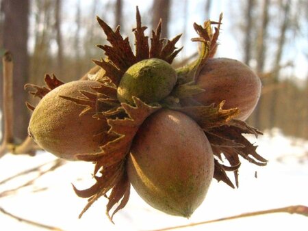 Corylus avellana 100-125 cm cont. 7,5L - afbeelding 1