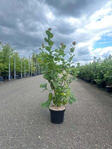 Corylus avellana 100-125 cm cont. 7,5L - afbeelding 6