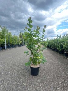 Corylus avellana 125-150 cm cont. 7,5L - image 2