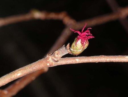 Corylus avellana 80-100 cm cont. 2,0L - afbeelding 3