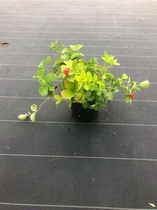 Cornus canadensis 10-15 cm cont. 1,5L - afbeelding 2