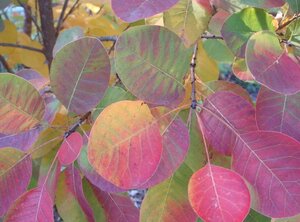 Cotinus cog. Golden Spirit 30-40 cm cont. 3,0L - afbeelding 1