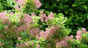 Cotinus cog. Golden Spirit 30-40 cm cont. 3,0L - afbeelding 2