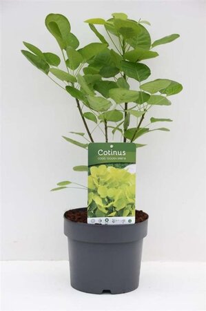 Cotinus cog. Golden Spirit 30-40 cm cont. 3,0L - afbeelding 4