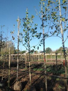 Corylus colurna 10-12 Hoogstam draadkluit - afbeelding 2