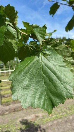 Corylus colurna 10-12 Hoogstam draadkluit - afbeelding 3