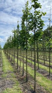 Corylus colurna 10-12 Hoogstam draadkluit - afbeelding 4