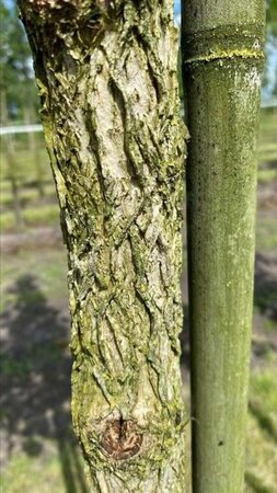 Corylus colurna 10-12 Hoogstam draadkluit - afbeelding 5