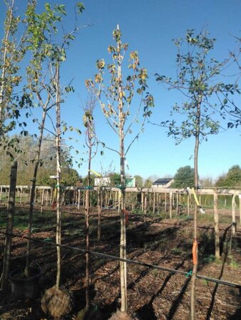 Corylus colurna 12-14 Hoogstam draadkluit 2 X verplant - afbeelding 2