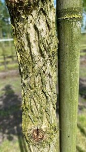 Corylus colurna 12-14 Hoogstam draadkluit 2 X verplant - afbeelding 5